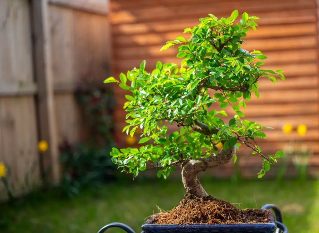 Types Of Bonsai Trees Indoors