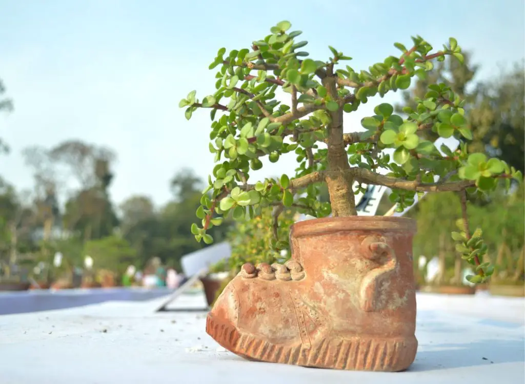 Types Of Bonsai Trees Indoors