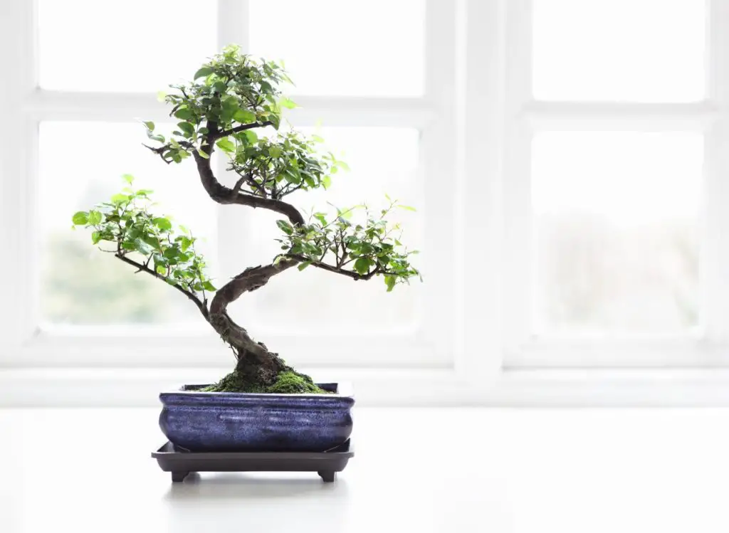 Types Of Bonsai Trees Indoors 