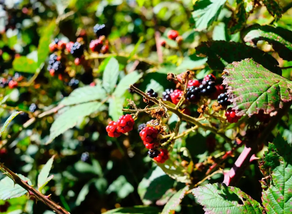 Will Roundup Kill Blackberry Bushes? (Yes, And Here’s How!) Plants Heaven