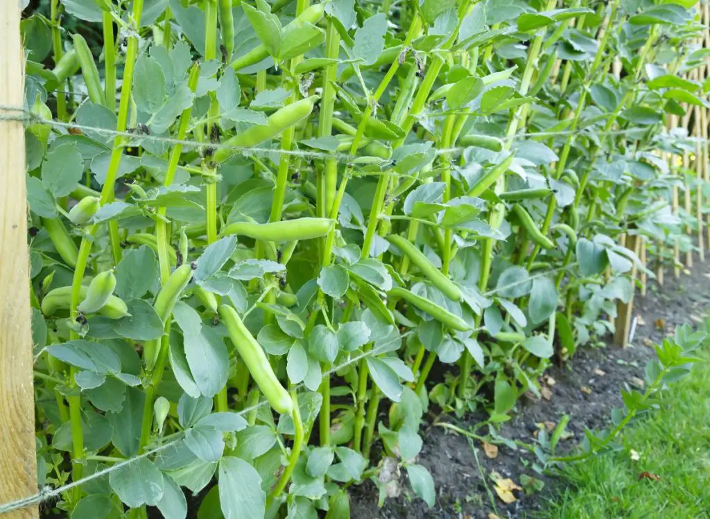 Zucchini Companion Plants