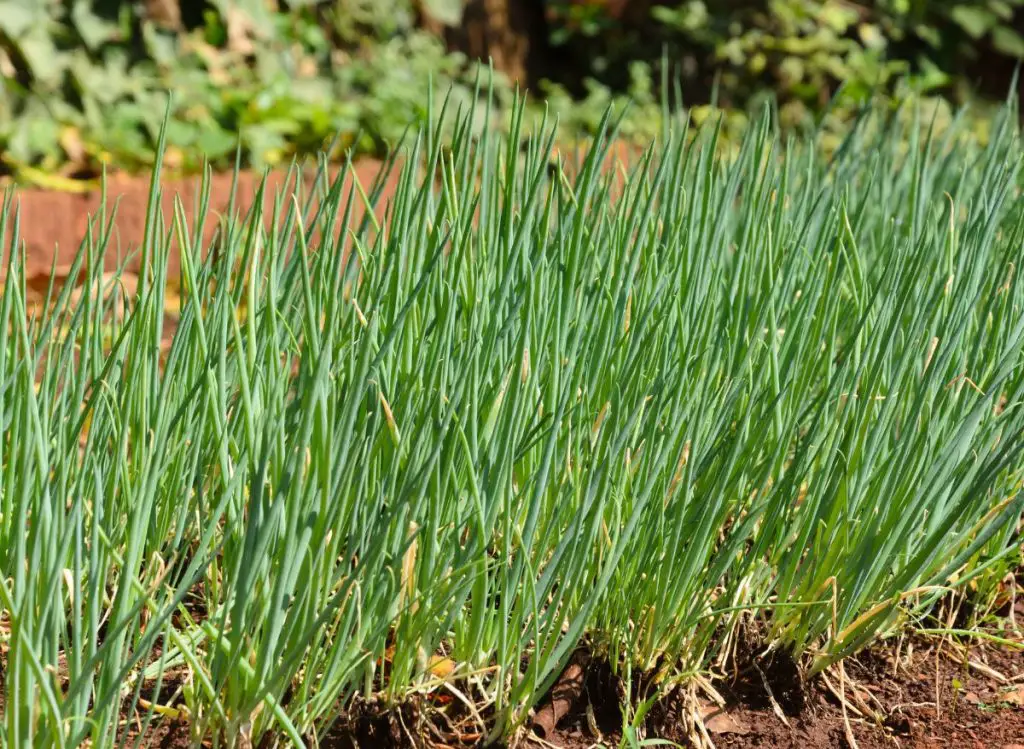 Zucchini Companion Plants