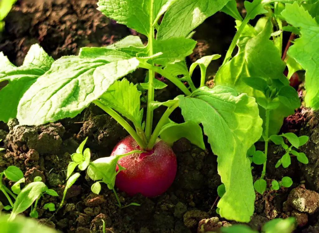 Zucchini Companion Plants