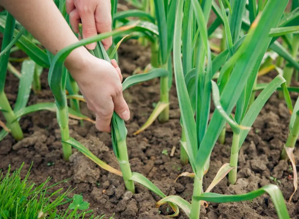 Zucchini Companion Plants