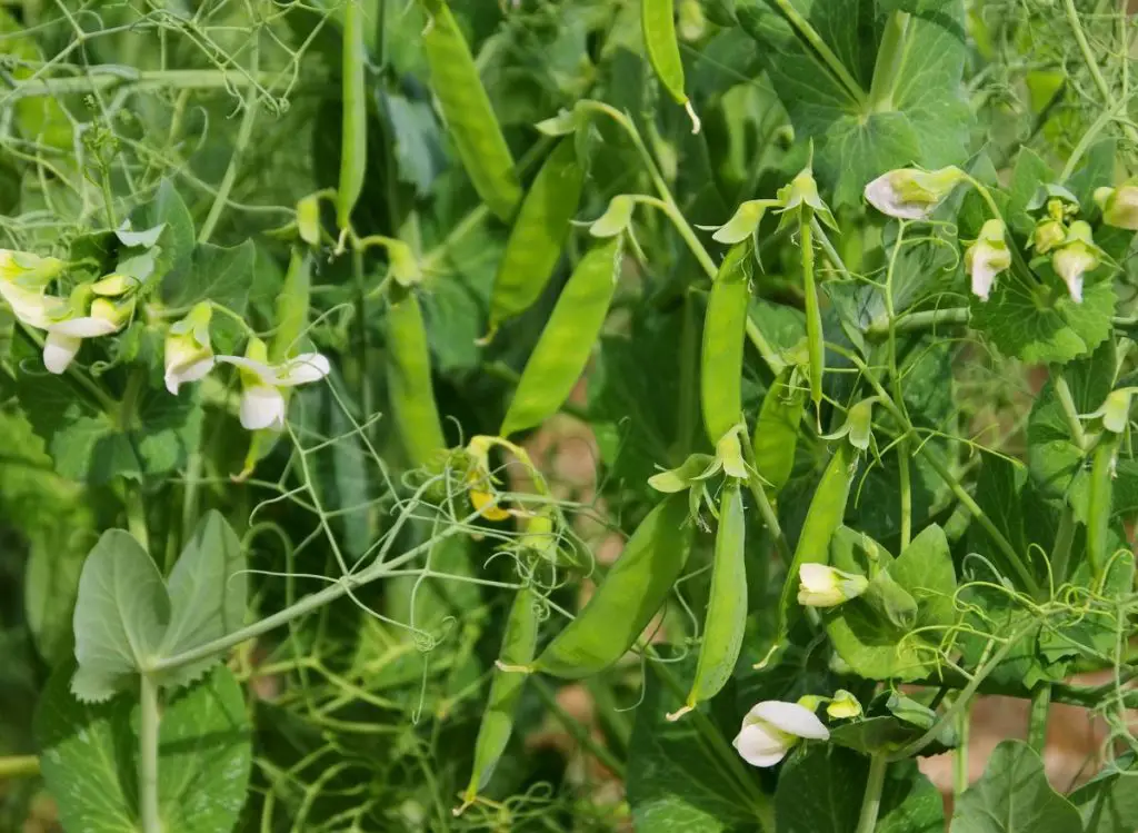 Zucchini Companion Plants