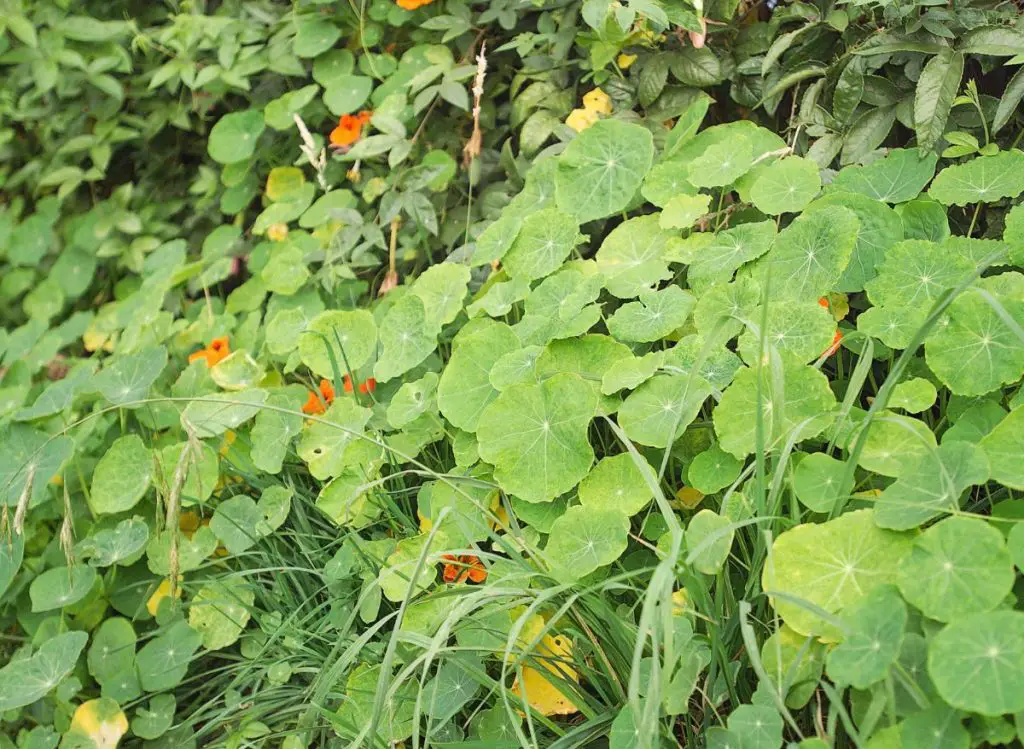 Zucchini Companion Plants