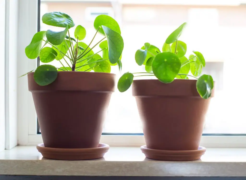 Are Your Pilea Leaves Turning Yellow