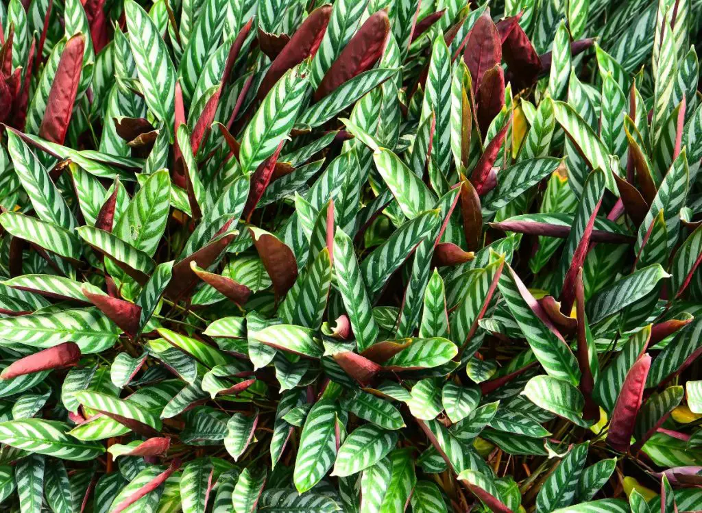 Calathea Leaves Curling And Turning