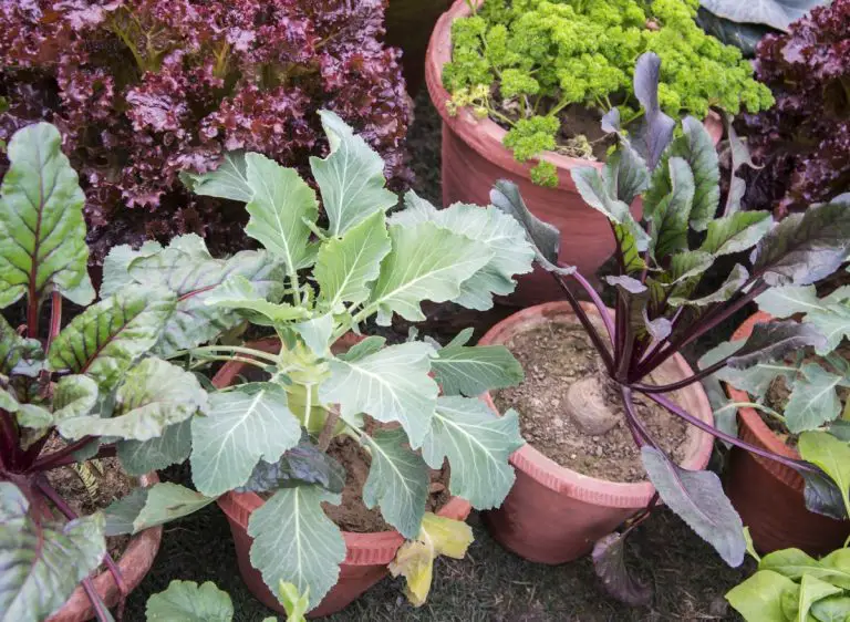 15 Companion Plants For Swiss Chard (And Plants To Avoid!) Plants Heaven