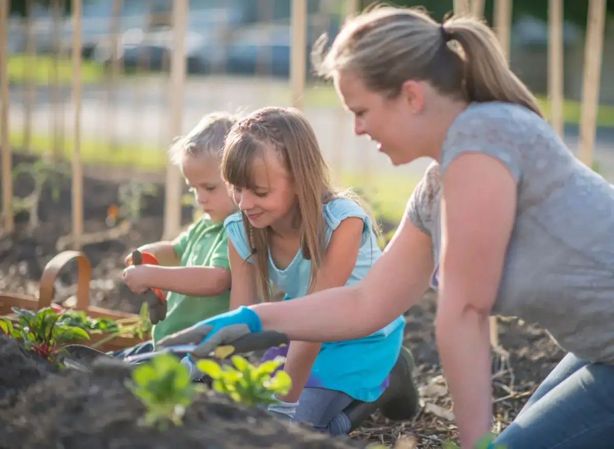 Companion Plants For Swiss Chard