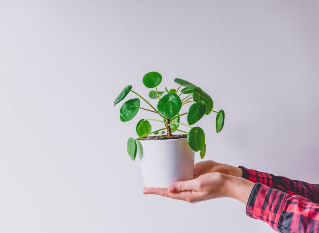 How Often Do You Water a Pilea