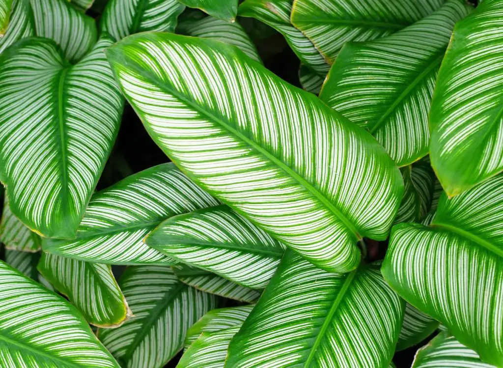 How To Grow And Care For Calathea White Star