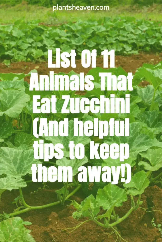 List Of 11 Animals That Eat Zucchini (And Helpful Tips To Keep Them Away!) Plants Heaven