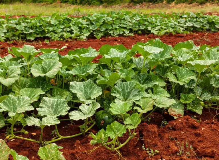 List Of 11 Animals That Eat Zucchini (And Helpful Tips To Keep Them