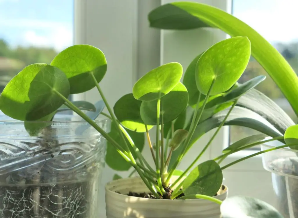 Pilea Light Requirements: How Much Sun Does a Pilea Need