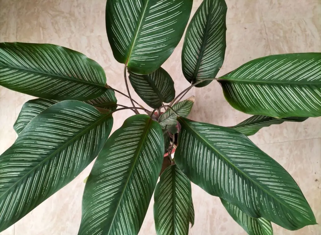 Reasons Why Your Calathea Ornata Leaves Are Curling