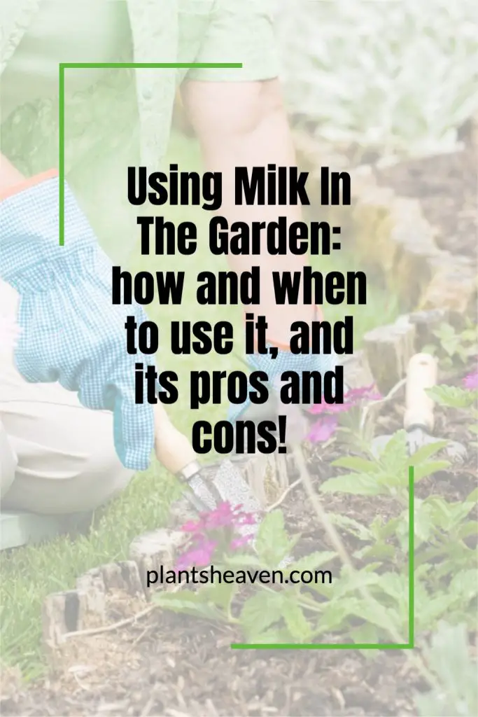 Using Milk In The Garden How And When To Use It, And Its Pros And Cons
