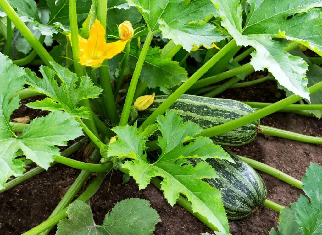 When To Plant Zucchini In Oregon