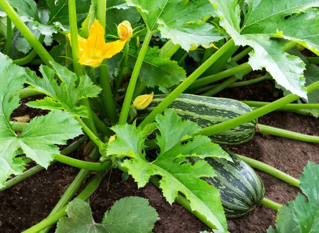 Zucchini Companion Plants