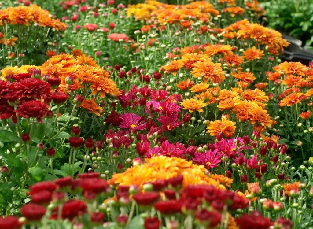 Are Mums Indoor Or Outdoor Plants