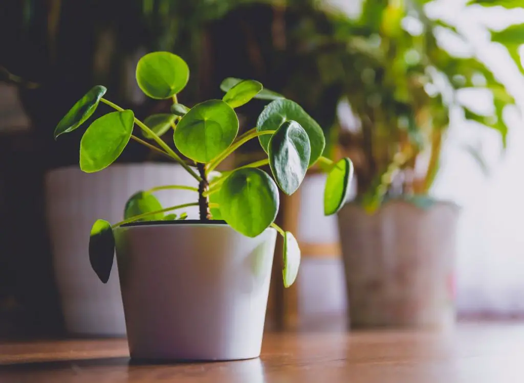 Common Pilea Peperomioides Problems