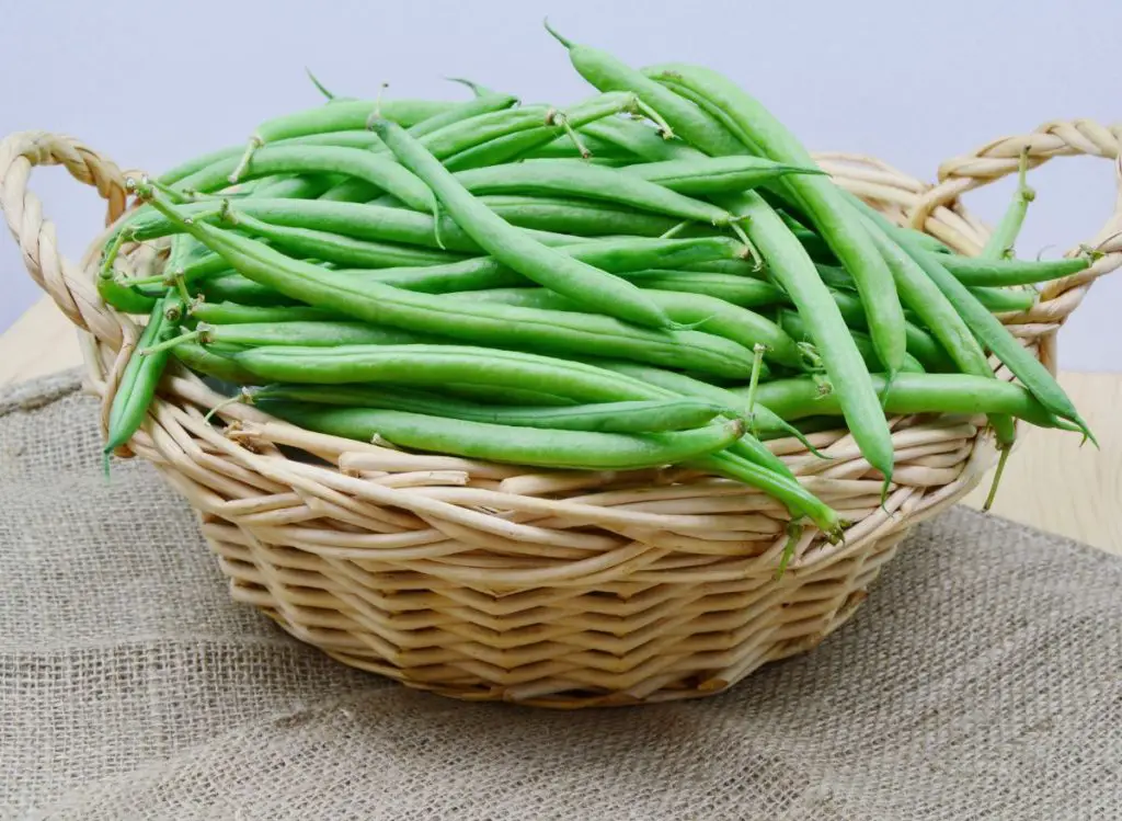 Do Bush Beans Need a Trellis