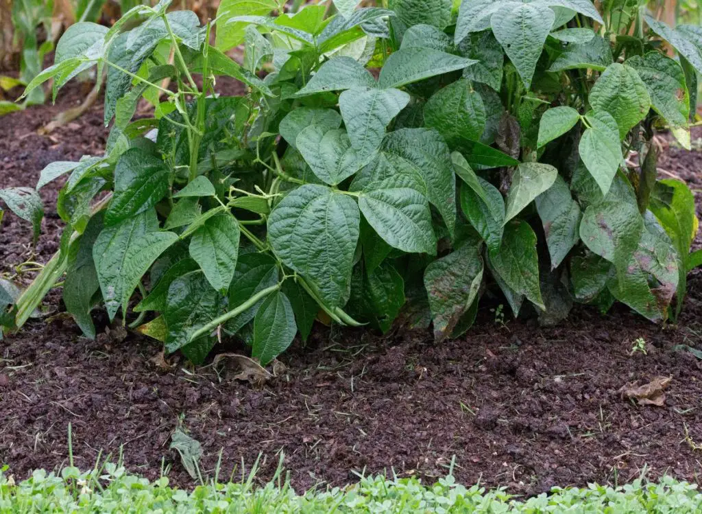 Do Bush Beans Need a Trellis