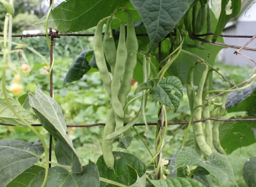 Growing Pole Beans: 9 Best Ways To Make Them Thrive!