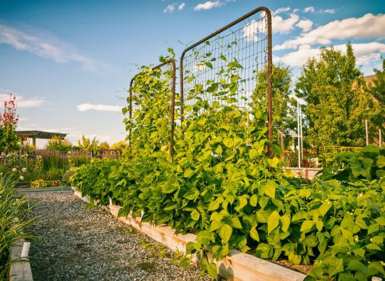 Growing Pole Beans 9 Best Ways To Make Them Thrive! Plants Heaven
