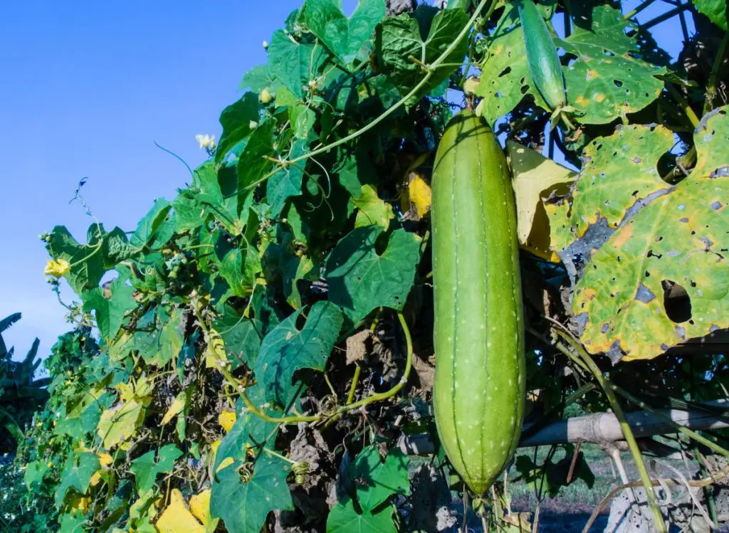 How To Plant And Grow Zucchini Plants