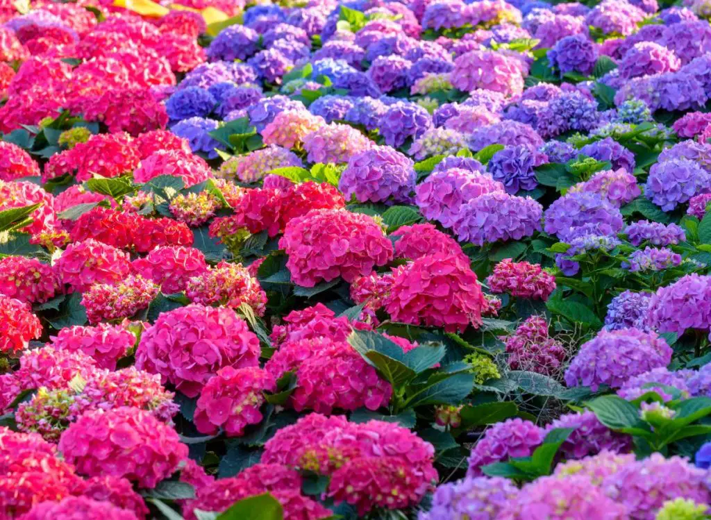 Reasons Why Your Hydrangea Isn't Blooming