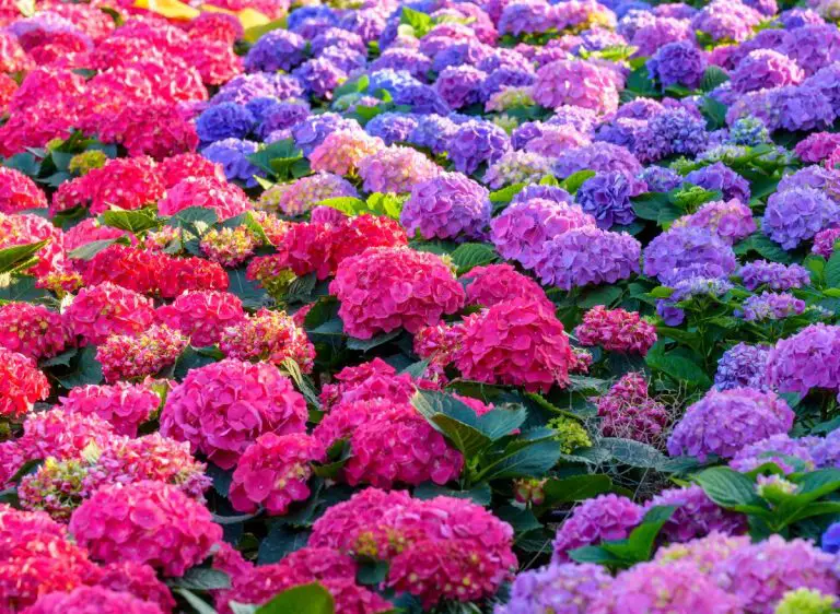 9 Reasons Why Your Hydrangea Isn't Blooming And How To Fix Them ...