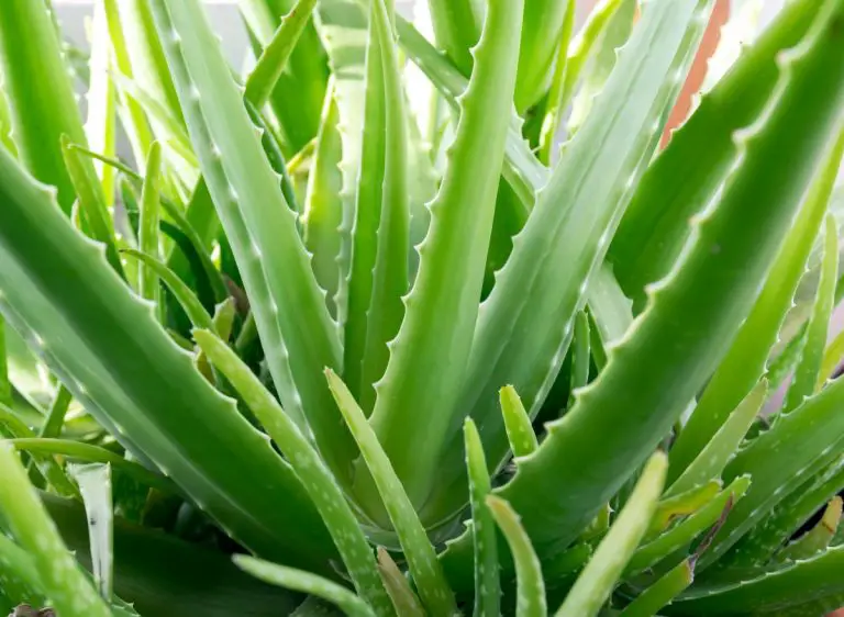 Why Is My Aloe Vera Plant Drooping 8 Causes And How To Fix Them! Plants Heaven