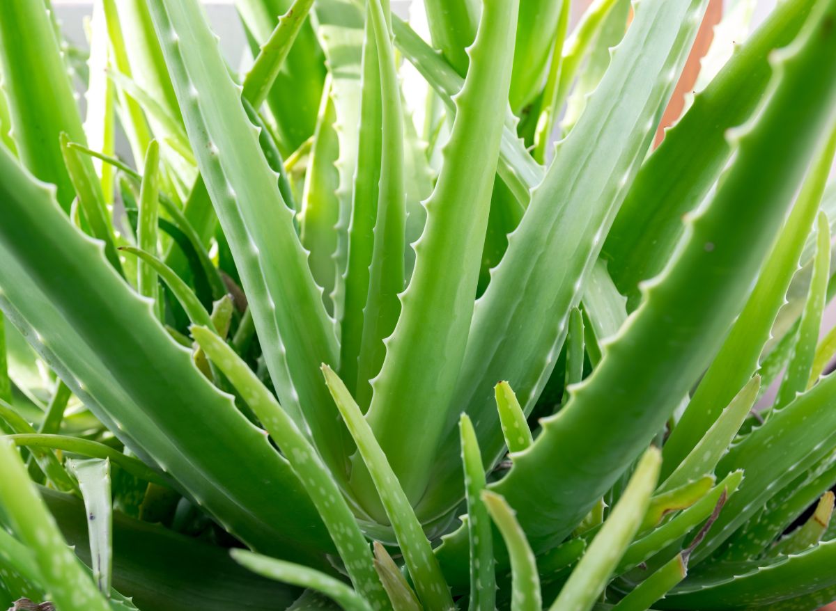 Why Is My Aloe Vera Plant Drooping 8 Causes And How To Fix Them Plants Heaven 3956