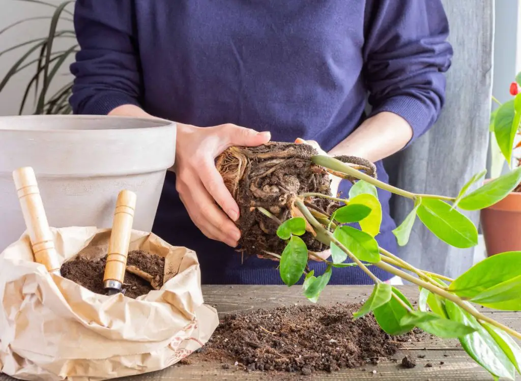 Why Is Your ZZ Plant Leaves Turning Brown?