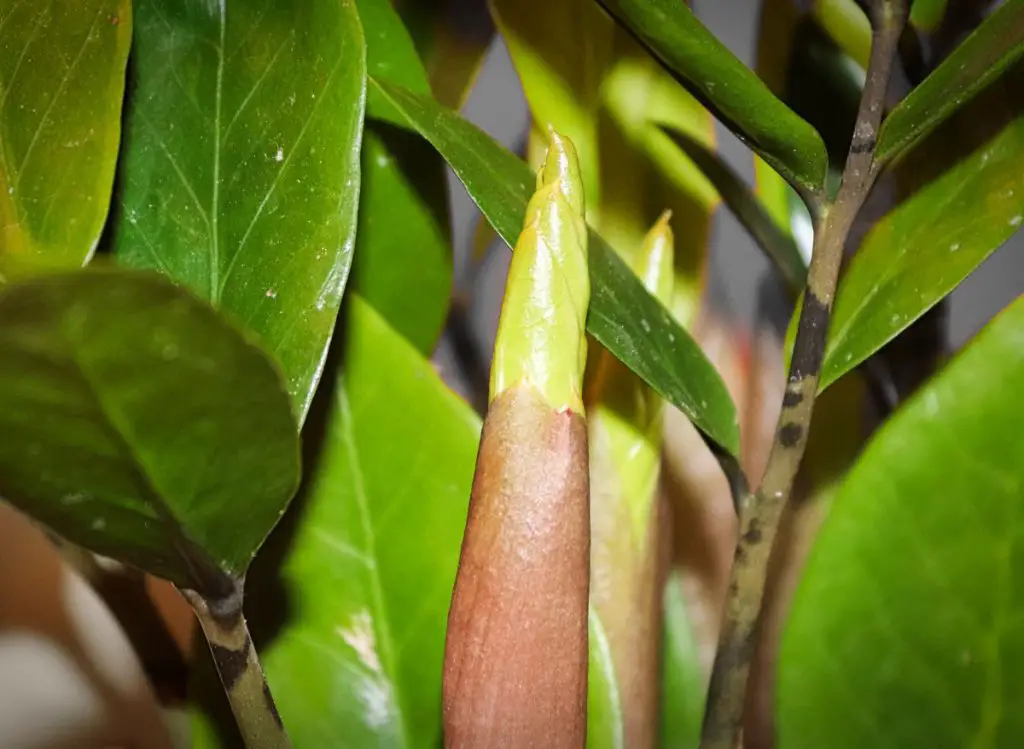 ZZ Plant Leaves Turning Yellow