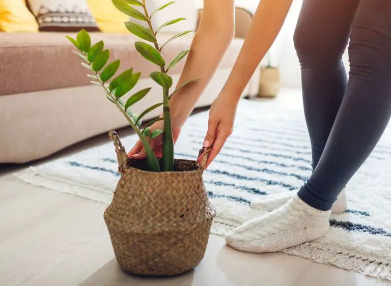 ZZ Plant Leaves Turning Yellow (5 Reasons And How To Fix Them) Plants