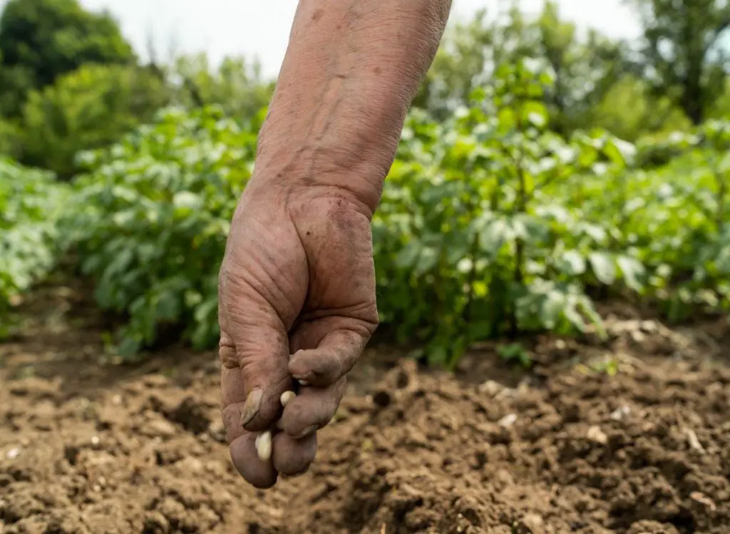 Best Ways To Prepare Soil For Planting Vegetables