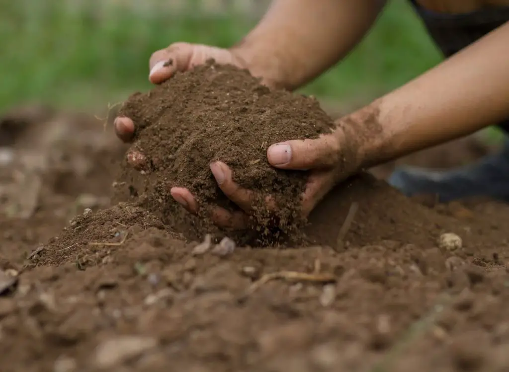 Best Ways To Prepare Soil For Planting Vegetables