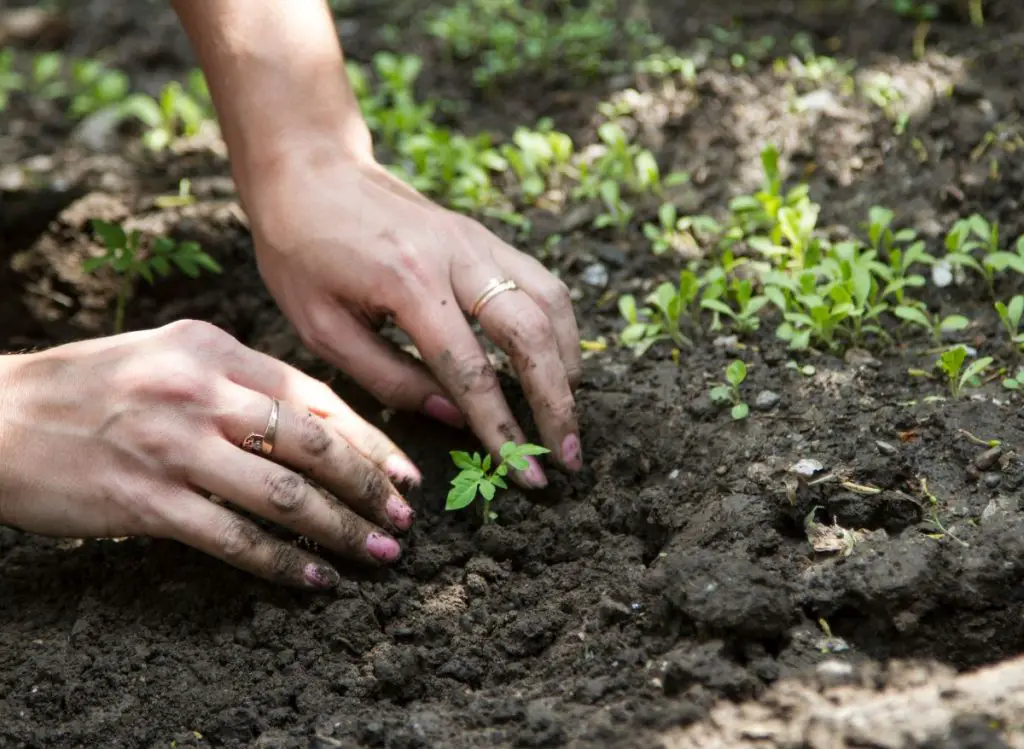 Best Ways To Prepare Soil For Planting Vegetables