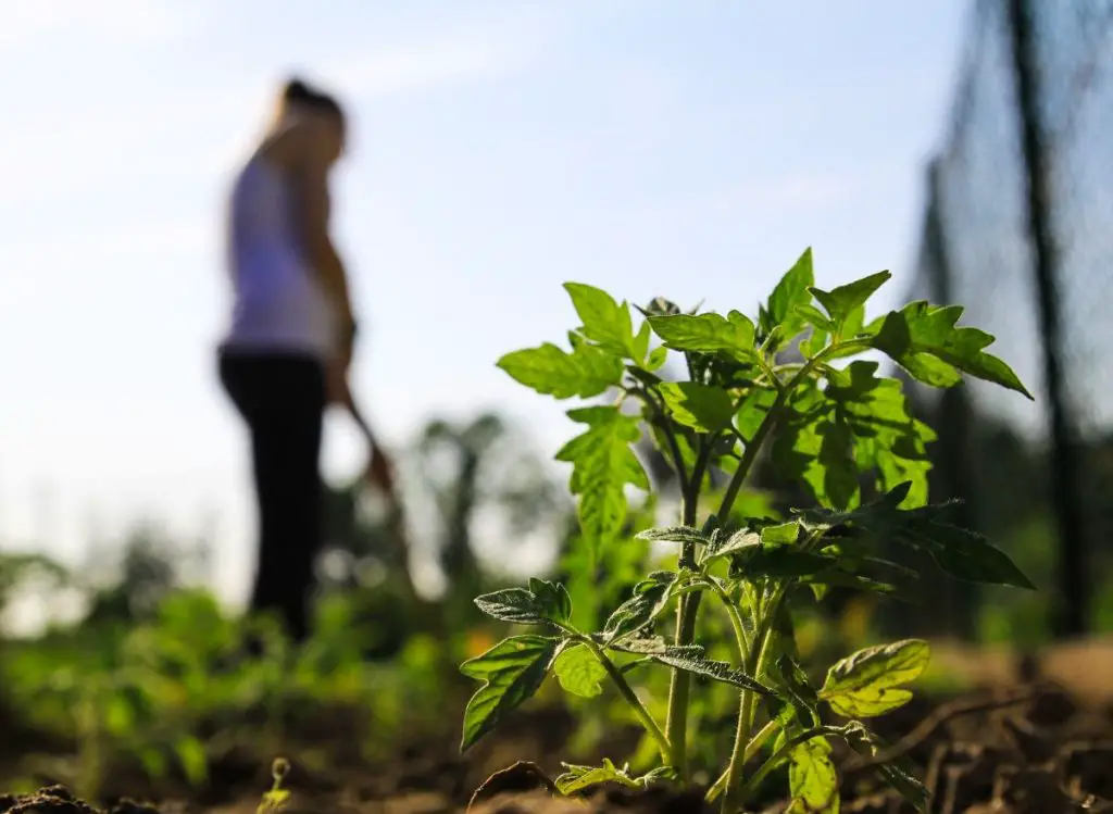 What To Plant With Tomatoes In Raised Bed