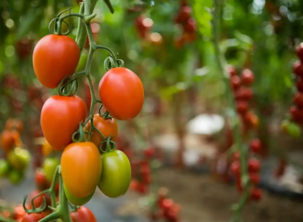 What To Plant With Tomatoes In Raised Bed