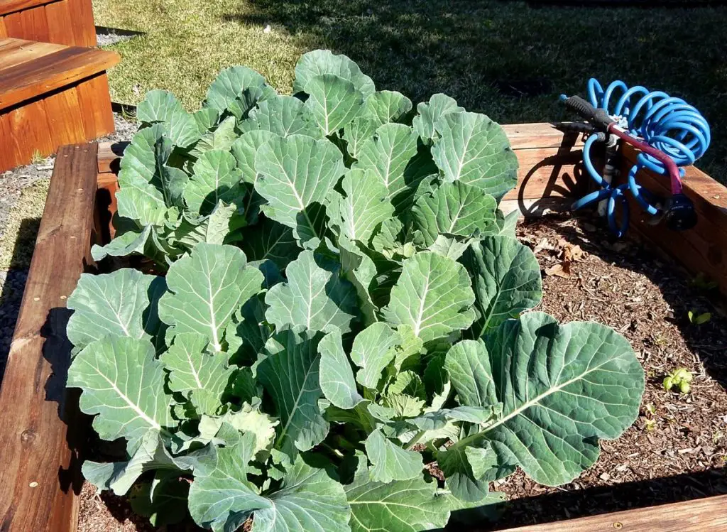 When To Plant Collards In Georgia