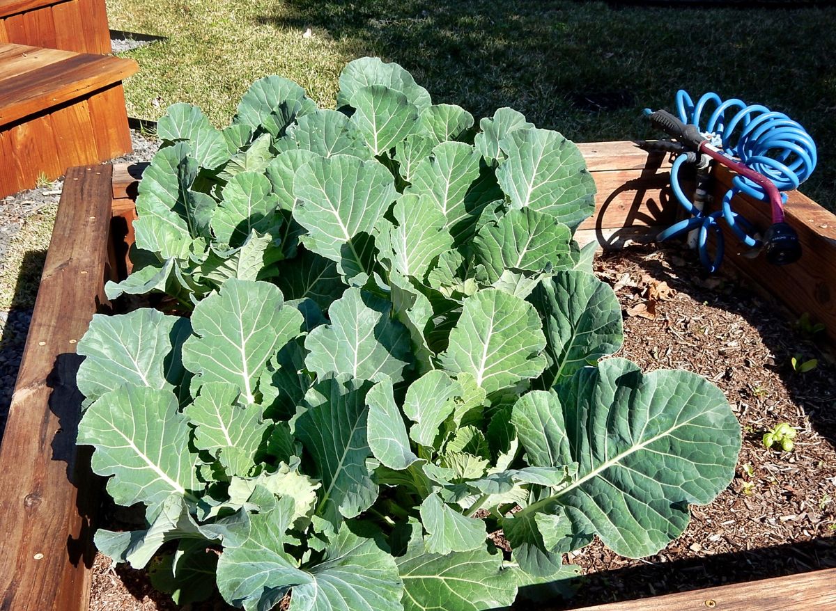 When To Plant Collards In Georgia Including Tips For Growing Collards 