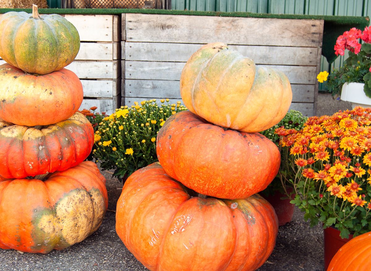 Can You Plant Mums In The Ground A Quick And Helpful Guide!) Plants