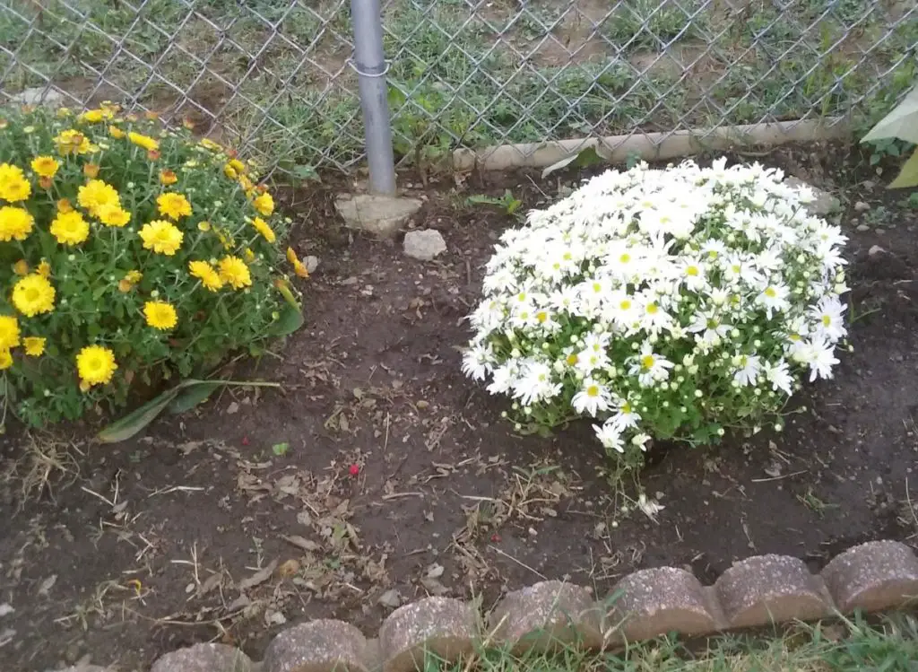Can You Plant Mums In The Ground