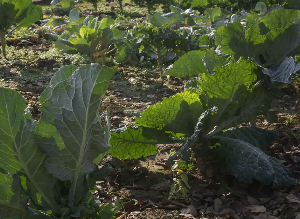 How Far Apart To plant Collards