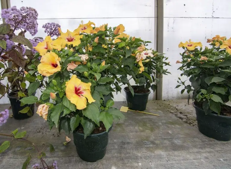 How Often To Water Hibiscus In Pots? (With Tips To Properly Care For