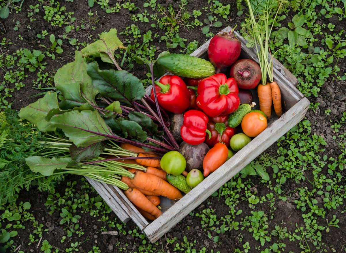 Is Sulfur Good For The Garden? Pros & Cons Of Using It Plants Heaven