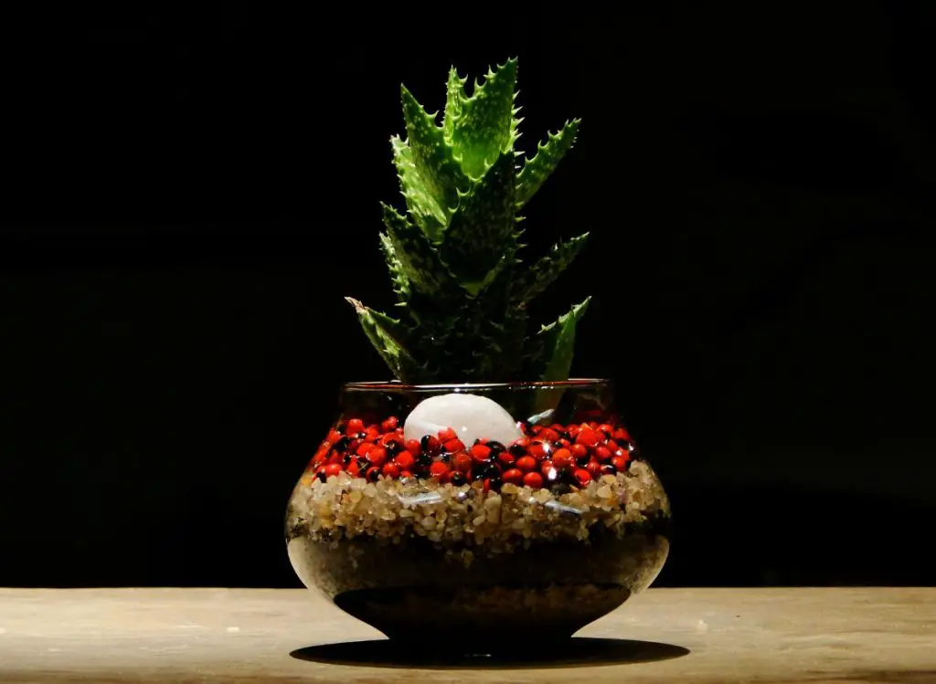 Succulent Christmas Ornaments